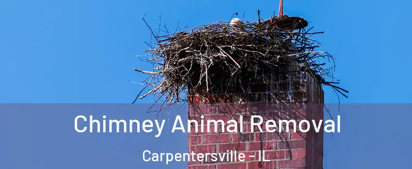 Chimney Animal Removal Carpentersville - IL