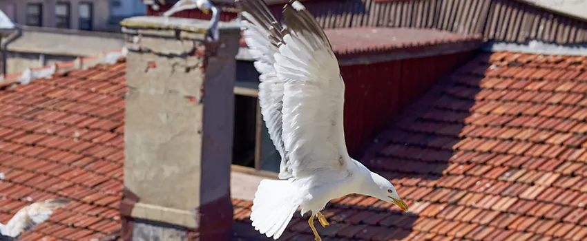 Residential Chimney Animal Removal Solution in Carpentersville, IL